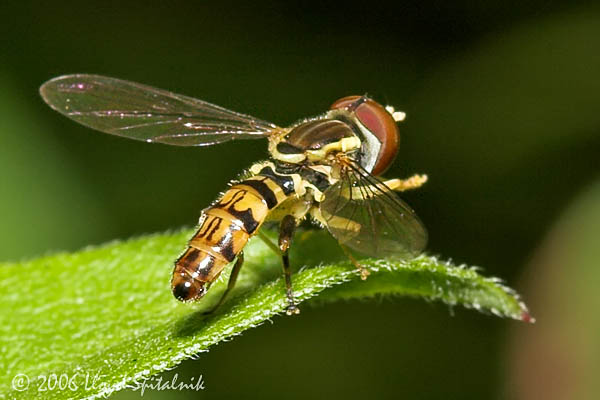 Syrphid (Hover) Fly (male)