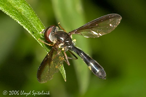 Syrphid (Hover) Fly