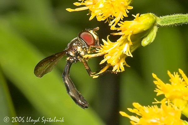 Syrphid (Hover) Fly