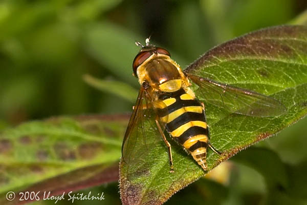 Syrphid (Hover) Fly