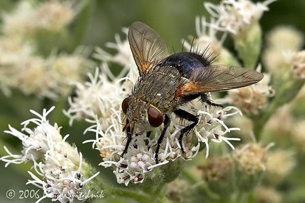 Tachinid Fly