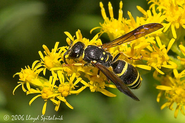Mason Wasp