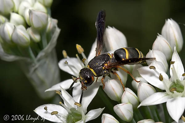 Mason Wasp