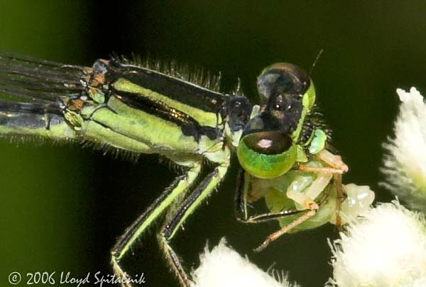 Eastern Forktail