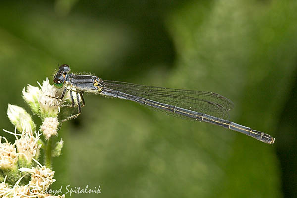 Eastern Forktail  (female)