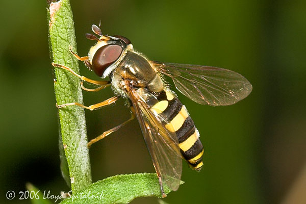 Syrphid (Hover) Fly