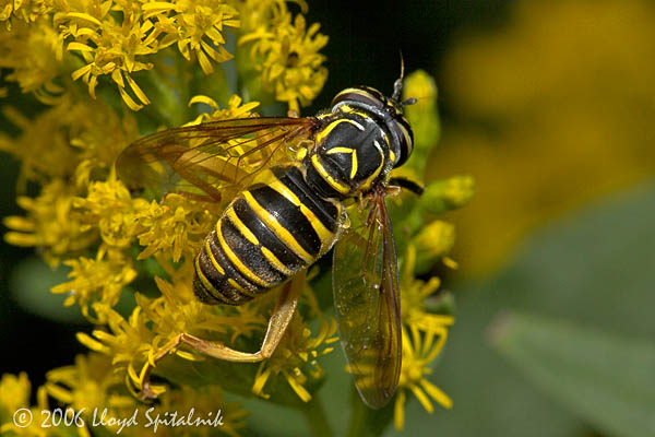 Syrphid Fly
