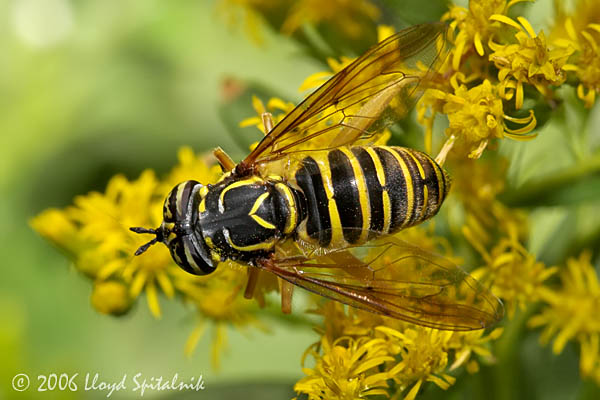 Syrphid Fly