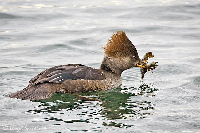 Hooded Merganser