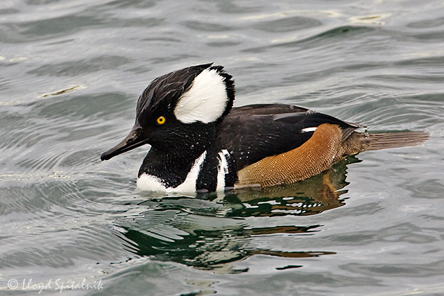 Hooded Merganser