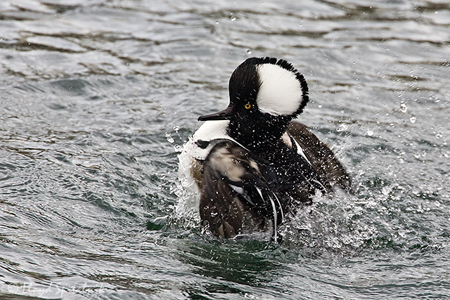Hooded Merganser