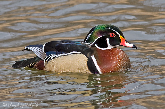 Wood Duck