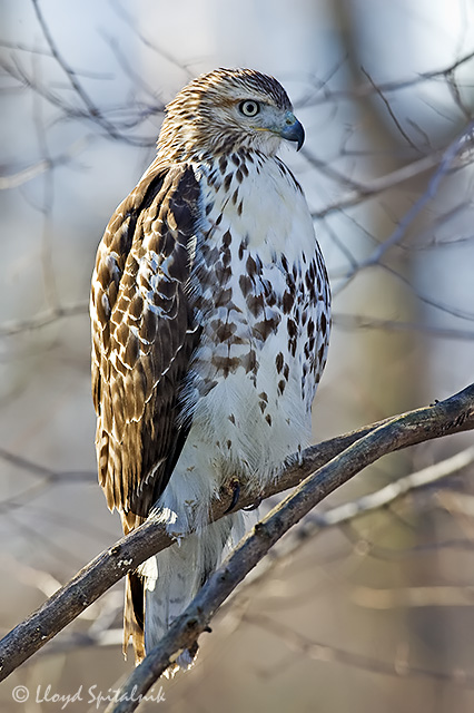 Red-tailed Hawk