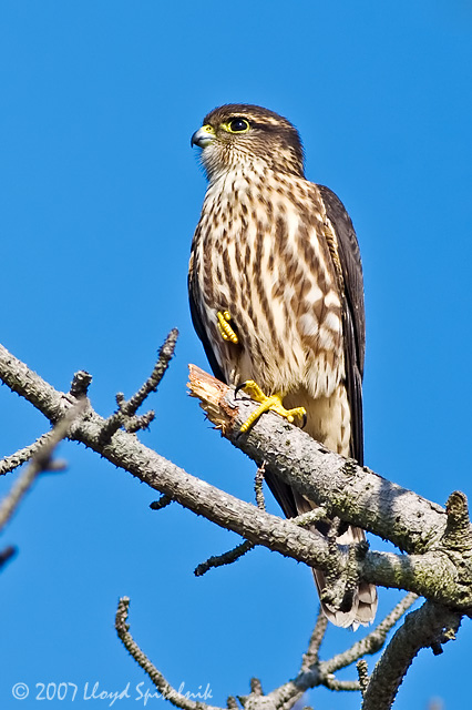 Merlin