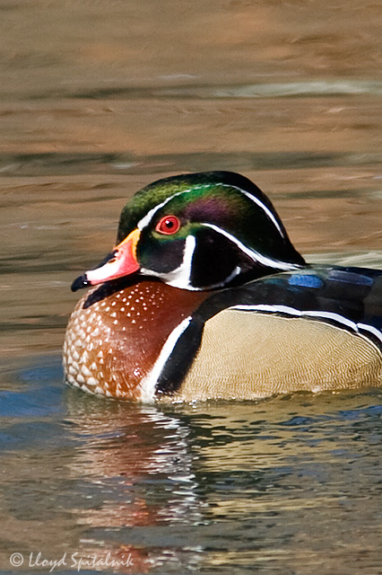 Wood Duck 