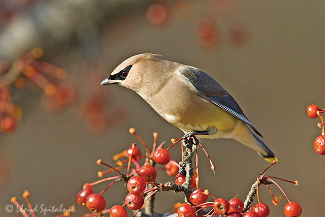 Cedar Waxwing