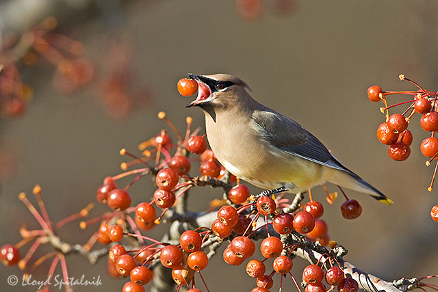 Cedar Waxwing