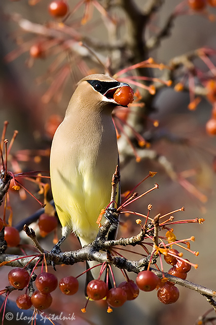 Cedar Waxwing