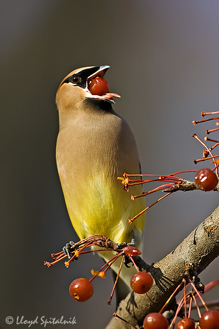 Cedar Waxwing