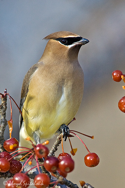 Cedar Waxwing