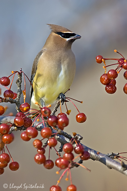 Cedar Waxwing