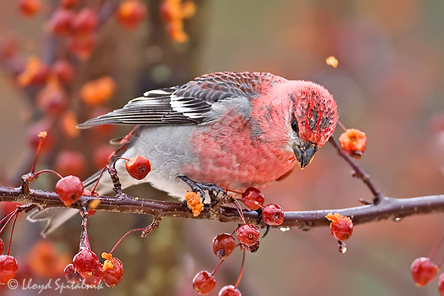 Pine Grosbeak