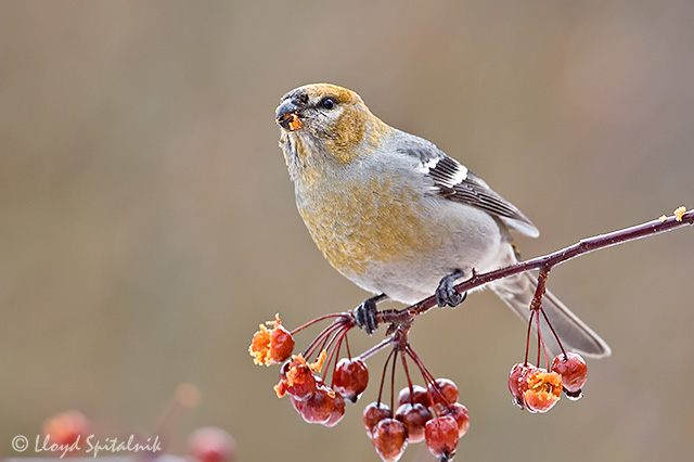 Pine Grosbeak
