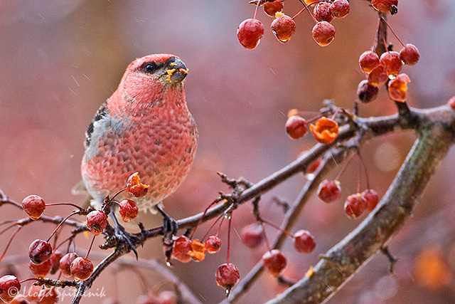 Pine Grosbeak