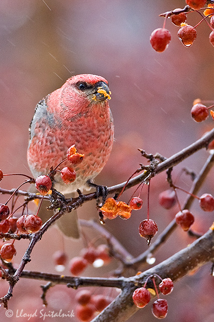 Pine Grosbeak