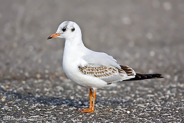 Black-headed Gull (1st winter/cycle)