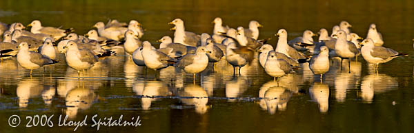 Ring-billed Gull