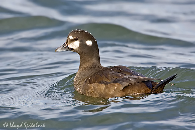 Harlequin Duck (female)