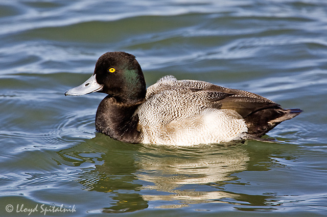 Lesser Scaup