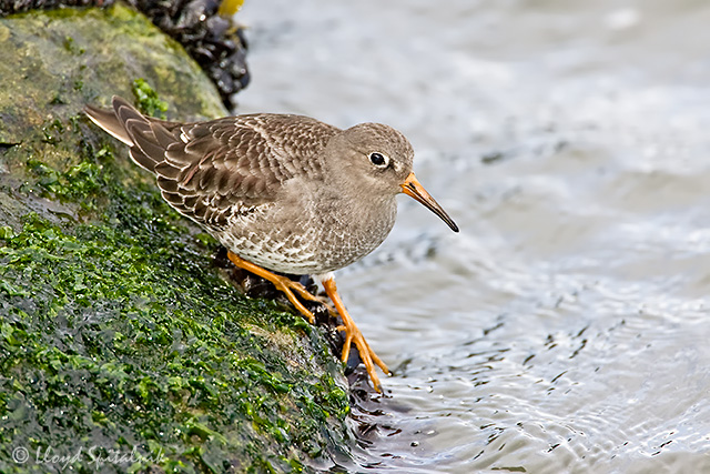 Purple Sandpiper