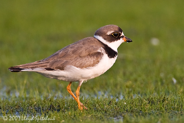 Semipalmated Plover