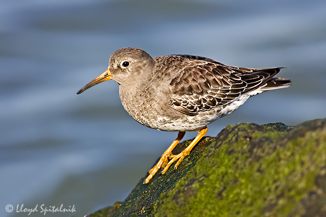 Purple Sandpiper (1st winter)