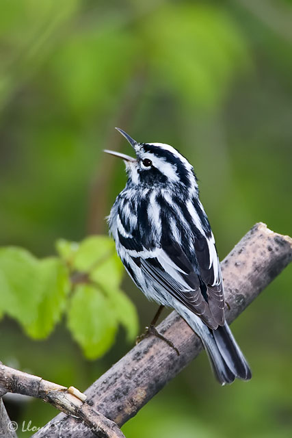 Black-and-white Warbler