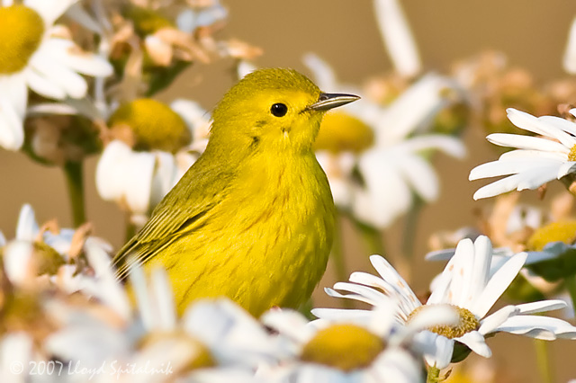 Yellow Warbler