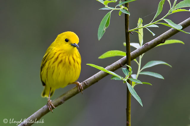 Yellow Warbler