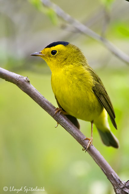 Wilsons Warbler