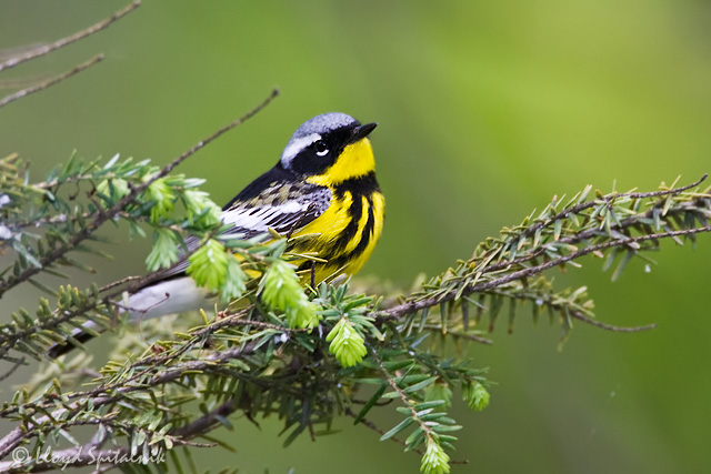 Magnolia Warbler