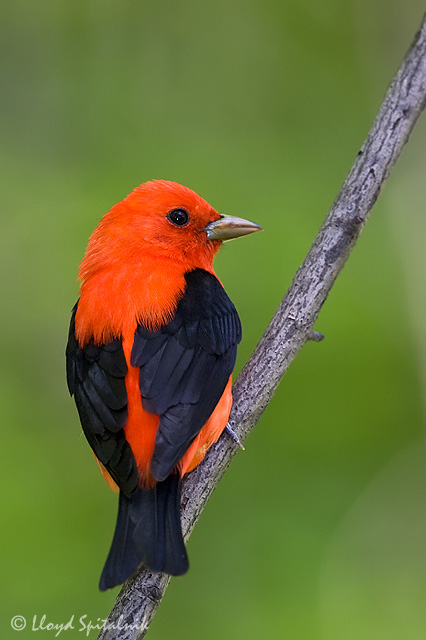 Scarlet Tanager