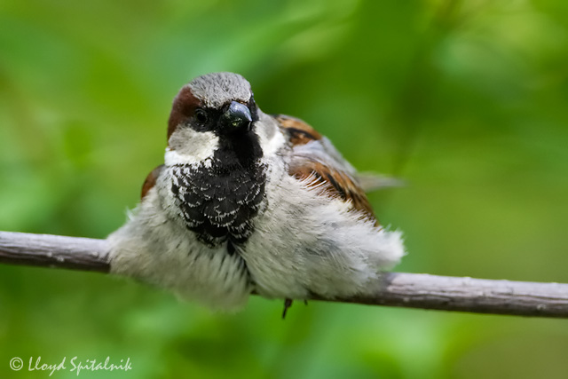 House Sparrow