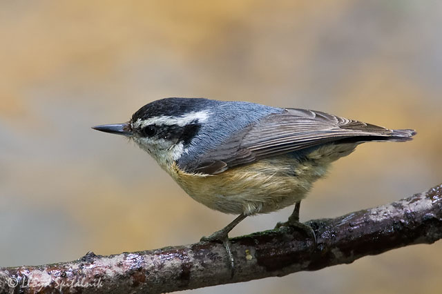 Red-breasted Nuthatch