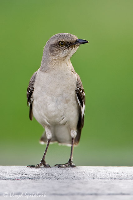 Northern Mockingbird