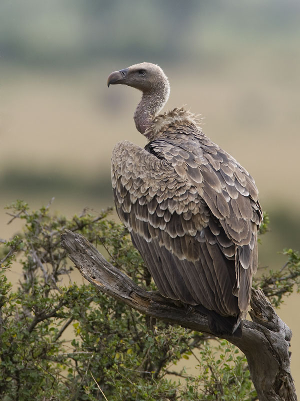 Rppel's vulture  Rppells gier  Gyps rueppellii