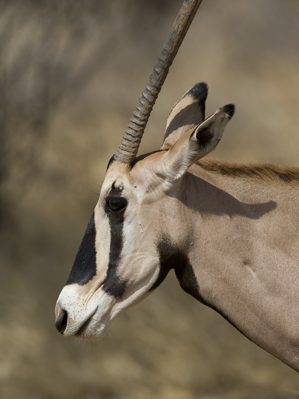 beisa oryx  Oryx gazella beisa