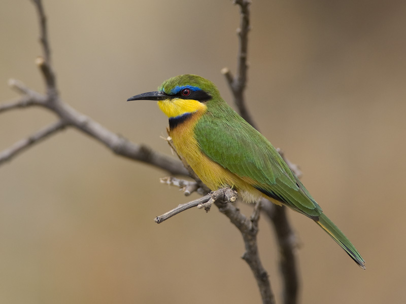little bee-eater(Merops pusillus, NED: dwergbijeneter)