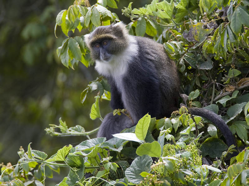 Syke's monkey(Cercopithecus mitis, NL:  witkeelmeerkat)