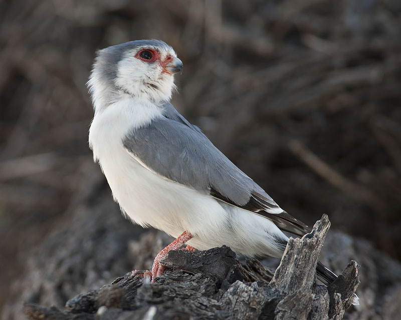 pygmy falcon <br> dwergvalk <br> Polihierax semitorquatus
